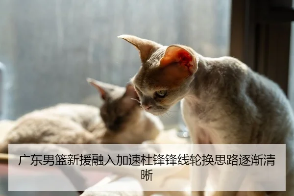 广东男篮新援融入加速杜锋锋线轮换思路逐渐清晰